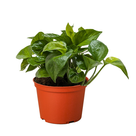 Pothos 'Lemon Top'.