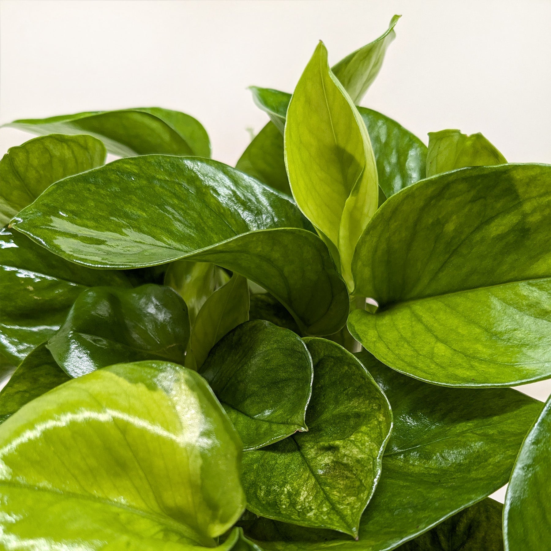 Pothos 'Lemon Top'.