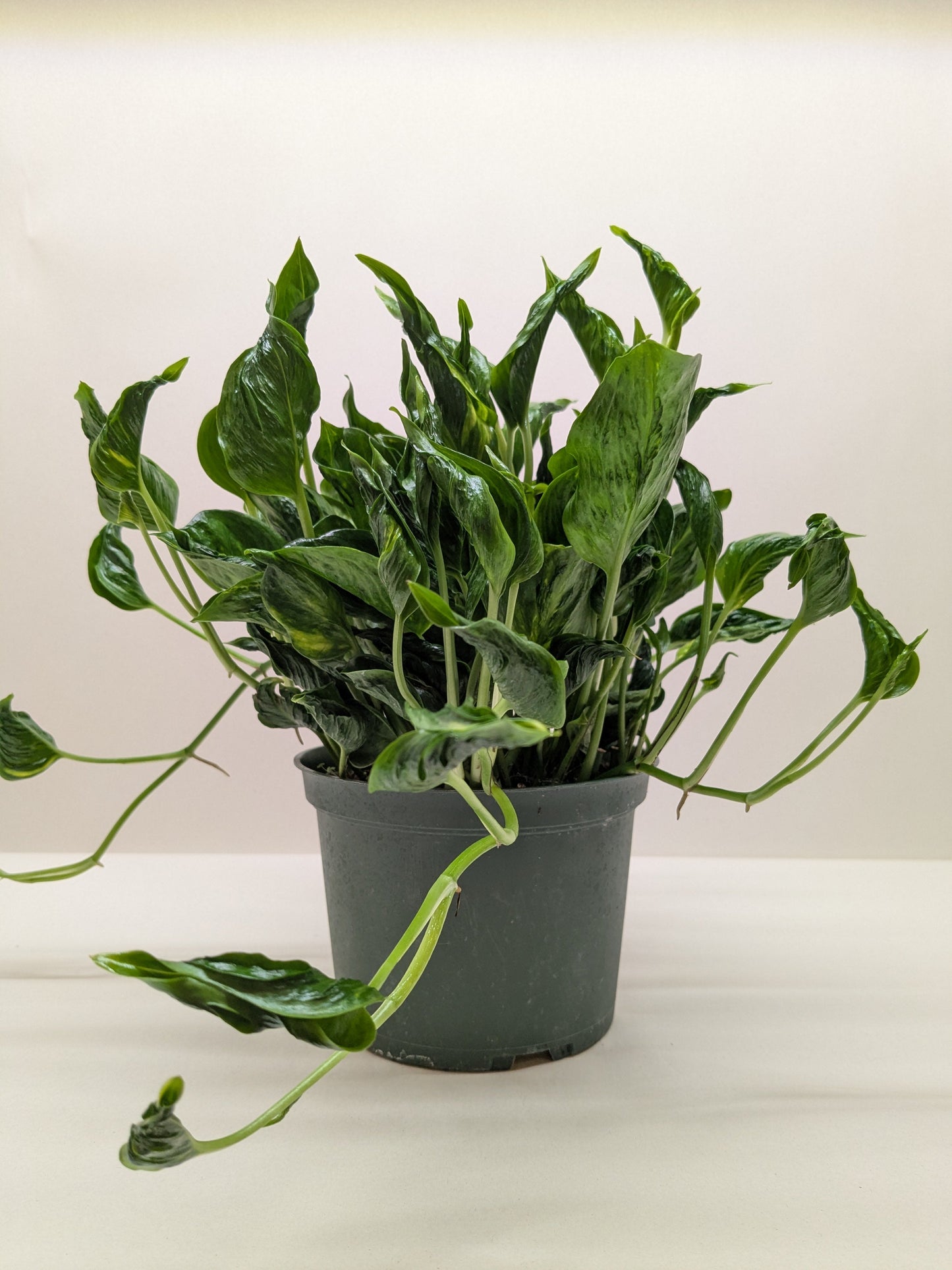 Pothos 'Shangri La'.