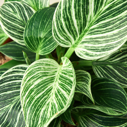 Naomi the Philodendron 'Birkin'