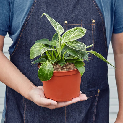 Naomi the Philodendron 'Birkin'