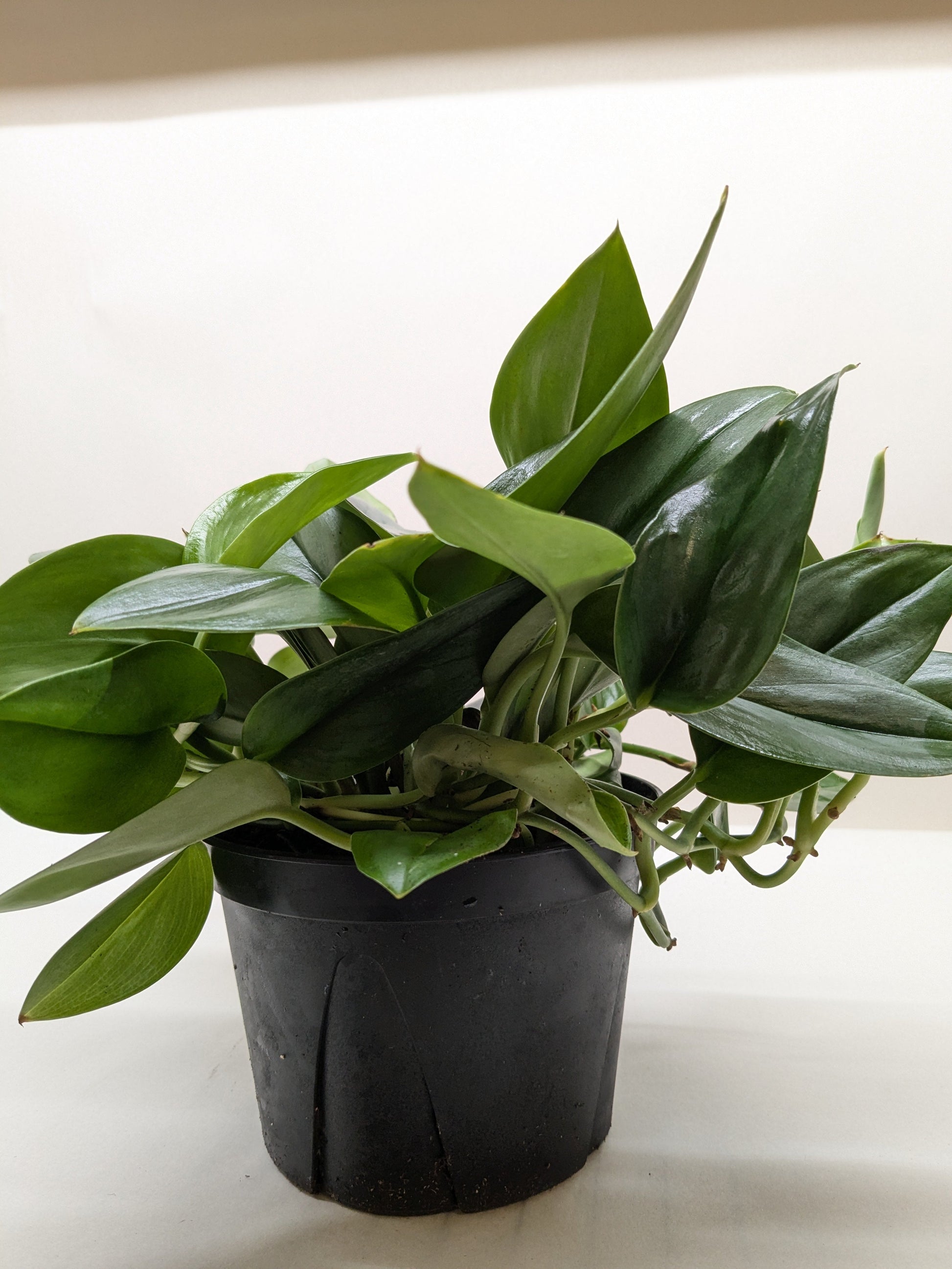 Scindapsus Platinum Java.