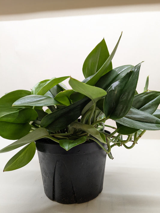 Scindapsus Platinum Java.