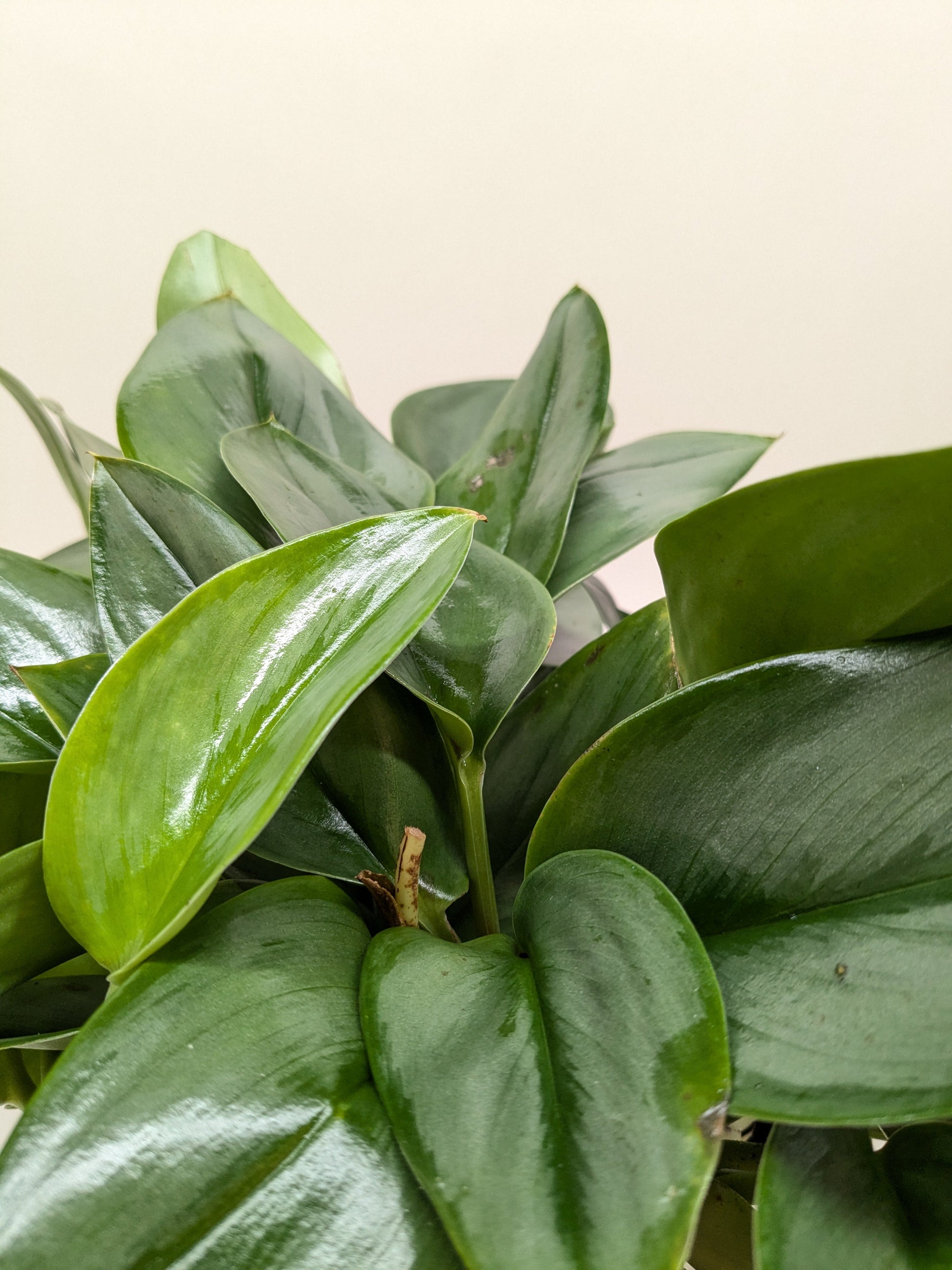 Scindapsus Platinum Java.