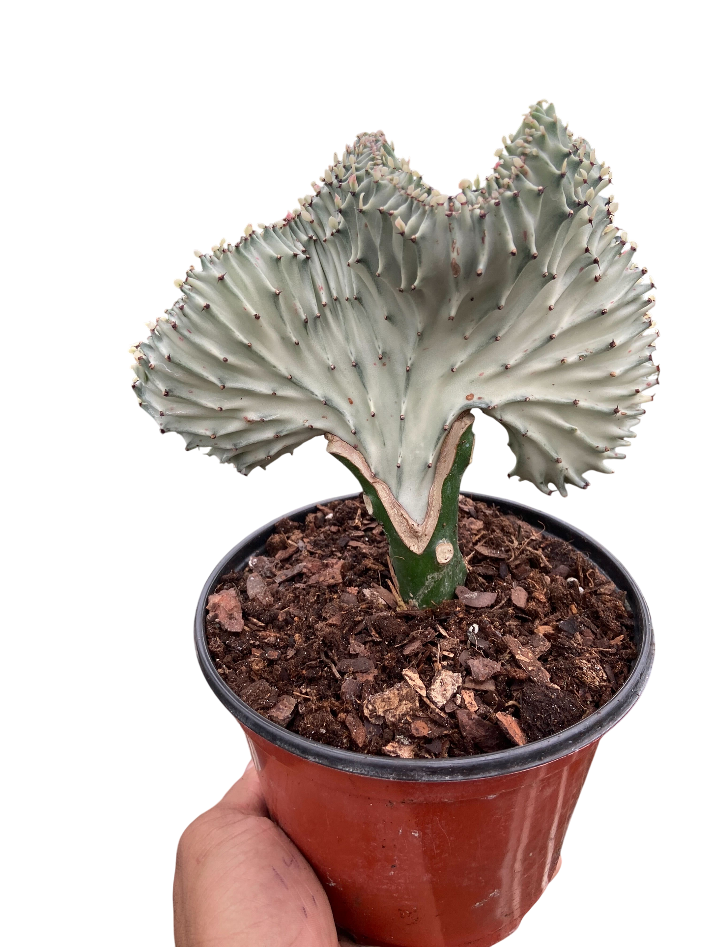 Succulent Euphorbia Lactea Ghost