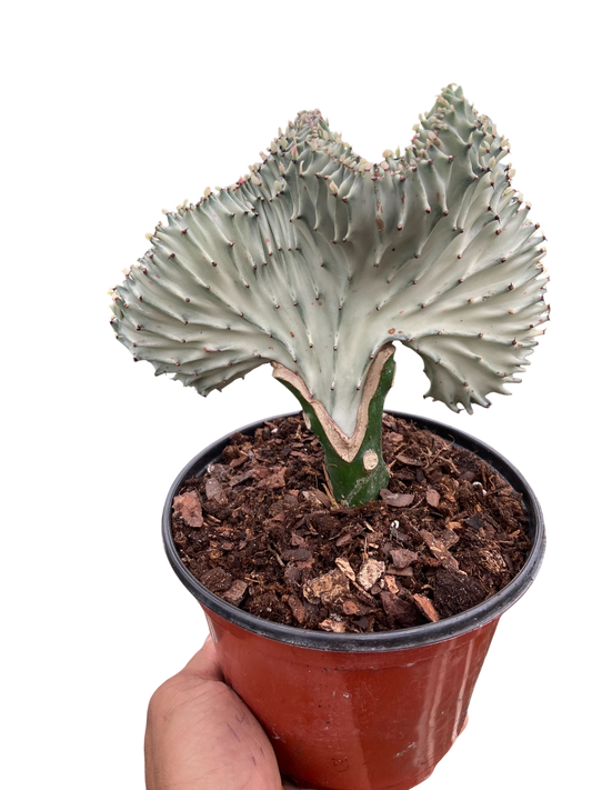 Succulent Euphorbia Lactea Ghost