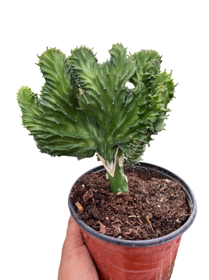 Succulent Euphorbia Lactea Mermaid Tail