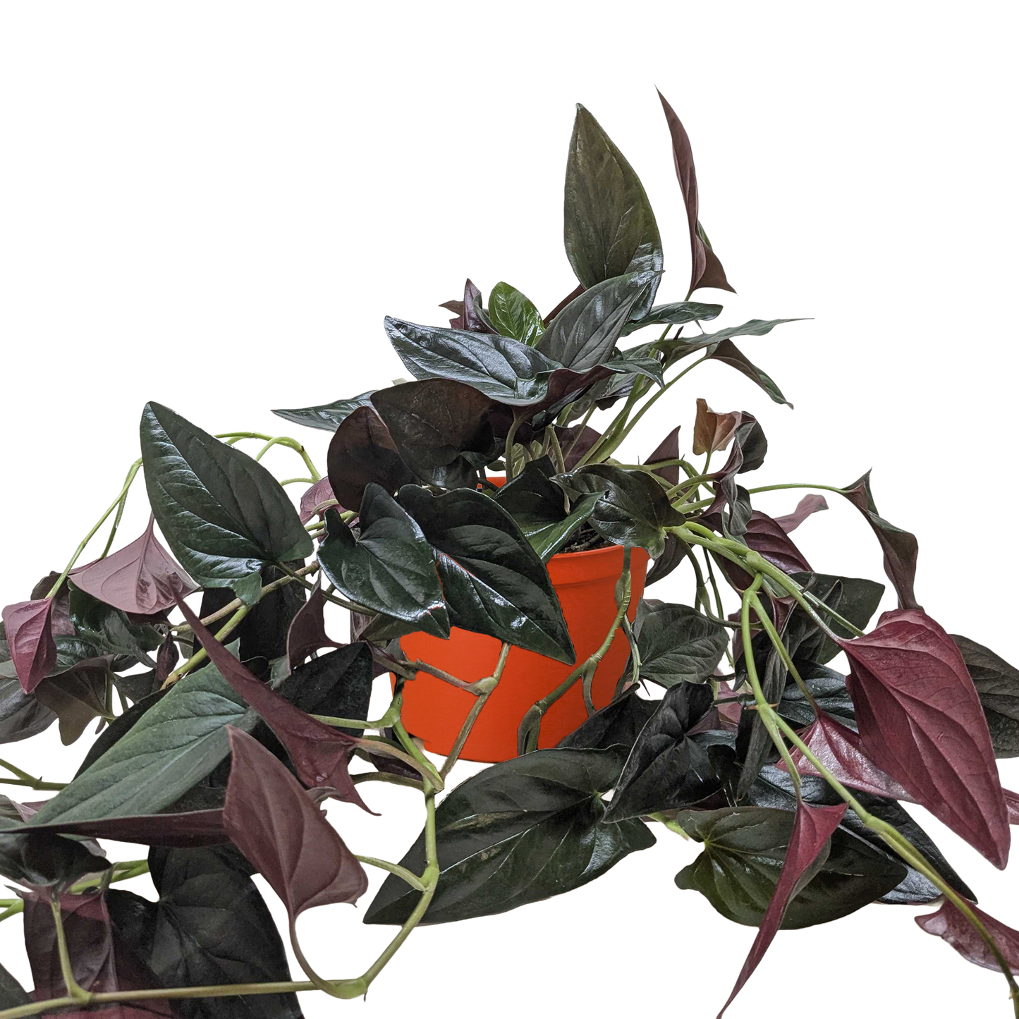 Syngonium 'Red Arrow'.