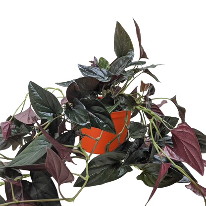 Syngonium 'Red Arrow'.