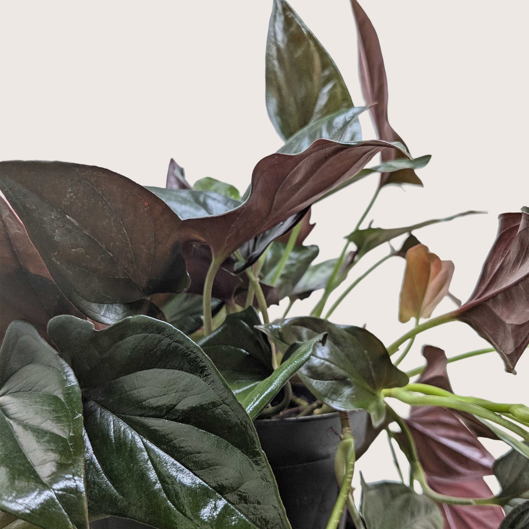 Syngonium 'Red Arrow'.