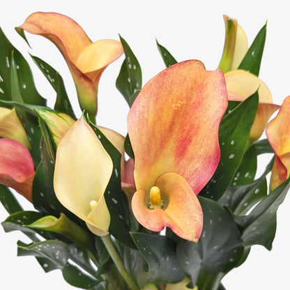 Calla Lily.
