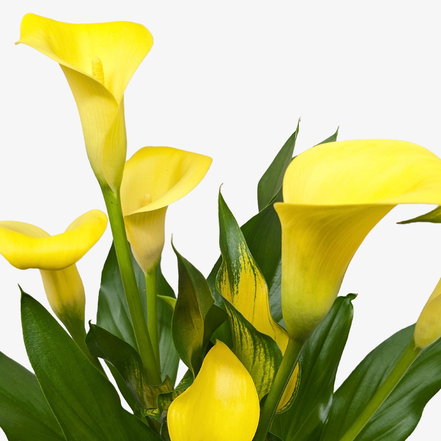 Calla Lily.