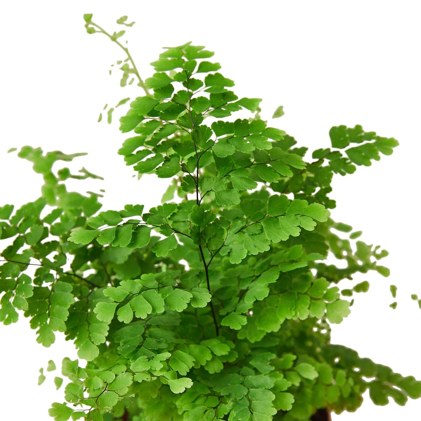 Esme the Maidenhair Fern