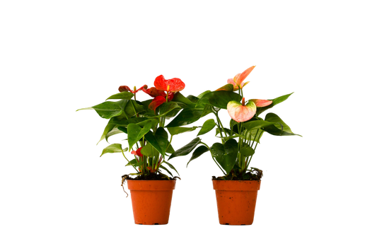 2 Anthurium Variety Pack - 4" Pots - OVAD