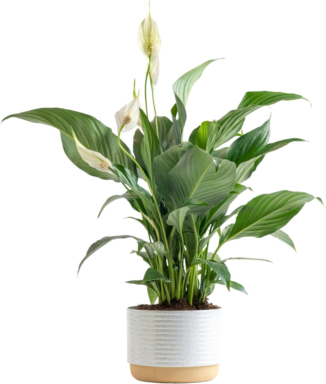 Amara the Peace Lily