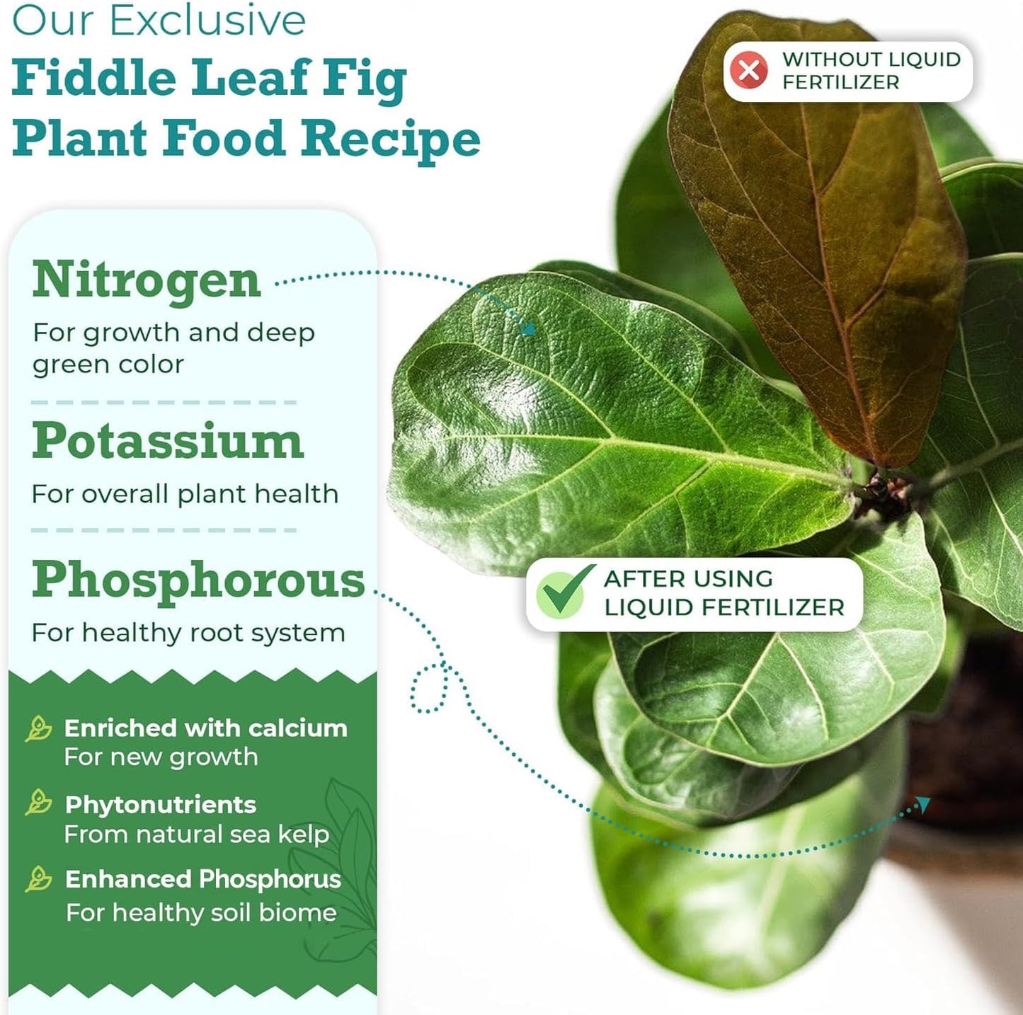 Fiddle Leaf Fig Tree Plant Food for Ficus Lyrata and Ficus Audrey Enriched with Calcium Urea-Free NPK Ratio 3-1-2 for Strong Roots Stems Leaves 8 Ounces