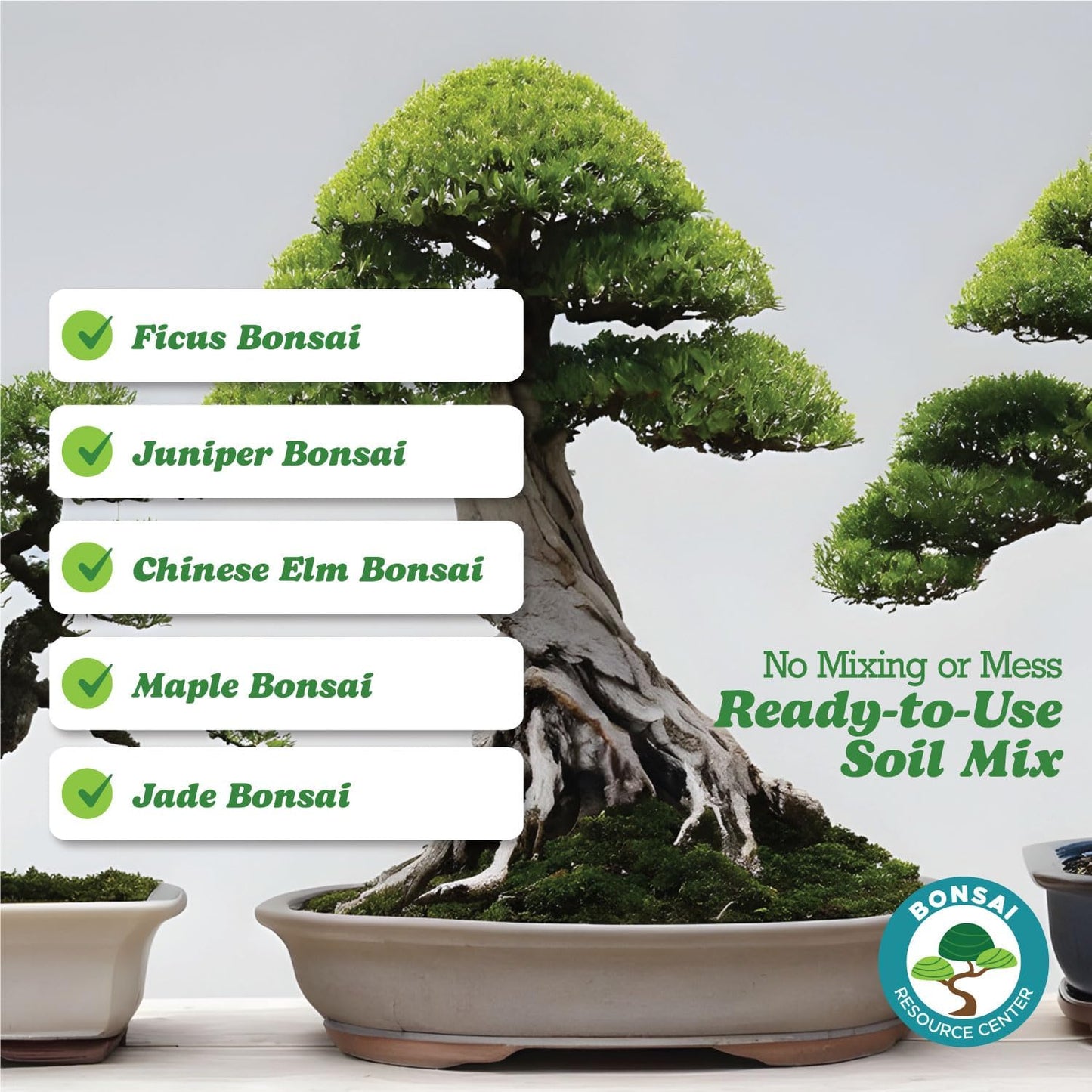 Bonsai Soil Mix, Ready to Use with Great Drainage for Cactus, Succulent, and Money Tree - Premium Akadama and Pumice Blend