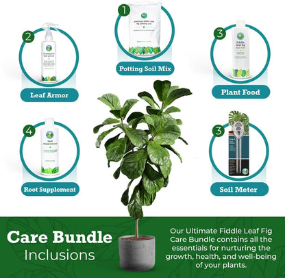 Ultimate Fiddle Leaf Fig Care Bundle for Thriving Plants