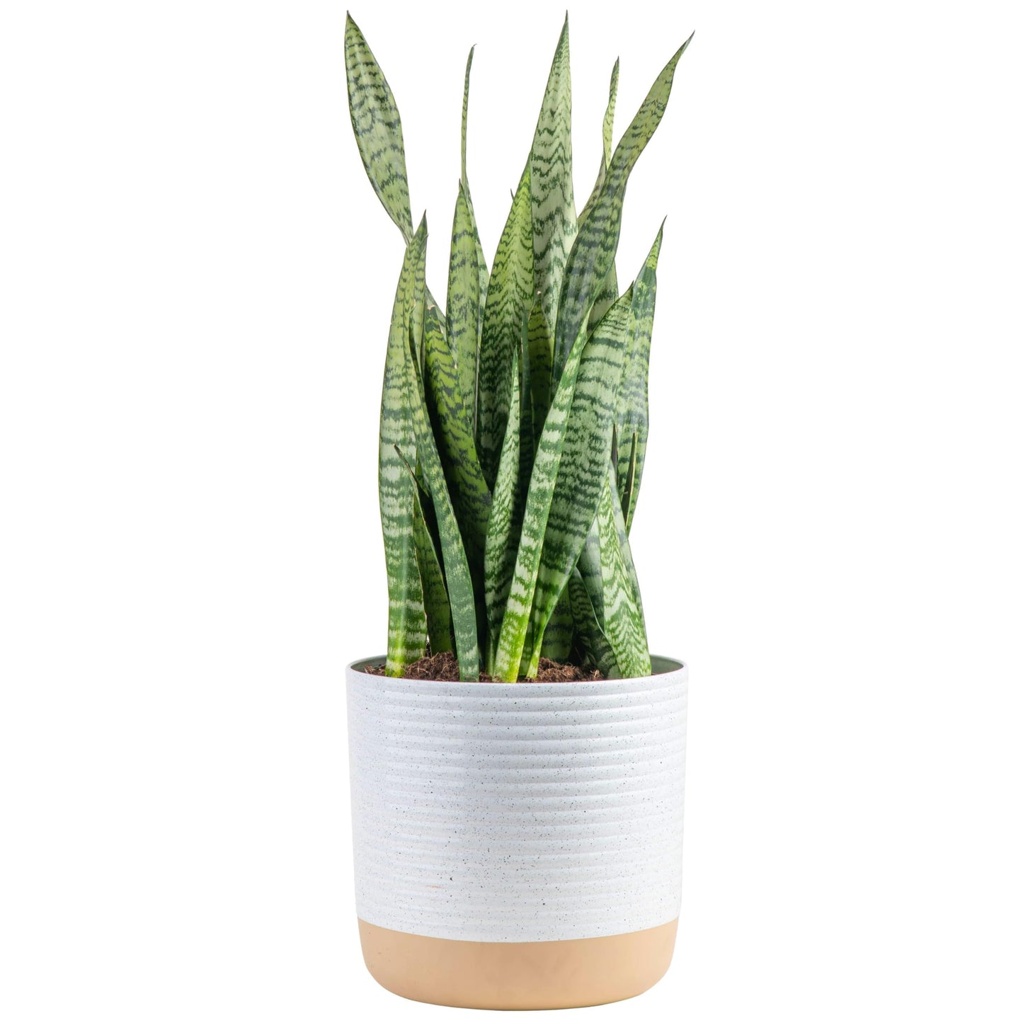 Theo the Snake Plant