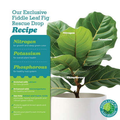 Fiddle Leaf Fig Rescue Drops by Fiddle Leaf Fig Plant Resource | 3-in-1 Liquid Fertilizer, Root Supplement & Immunity Booster for Thriving Houseplants (3.3 Fluid Ounces - 100ml)