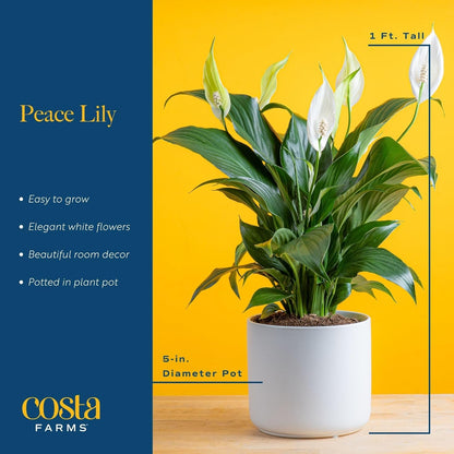 Amara the Peace Lily