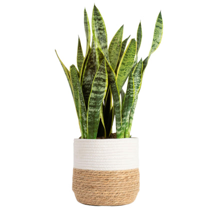 Theo the Snake Plant