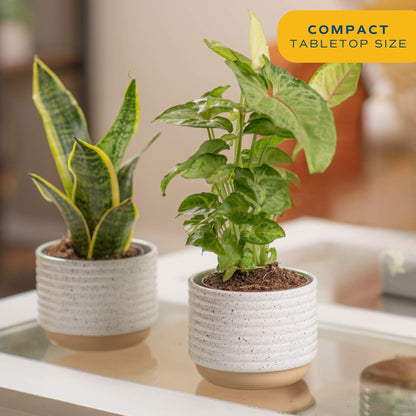 Costa Farms Live Indoor Plant Trio