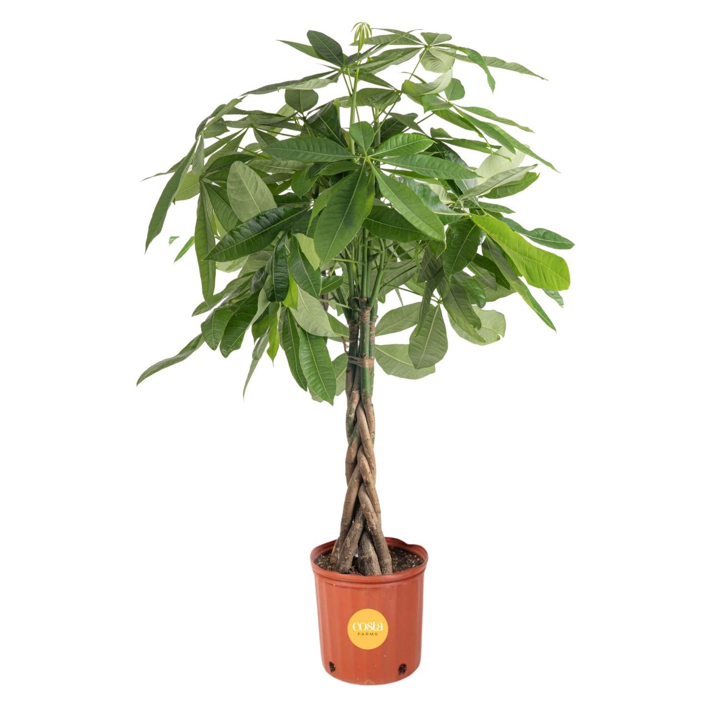 Lucky the Money Tree