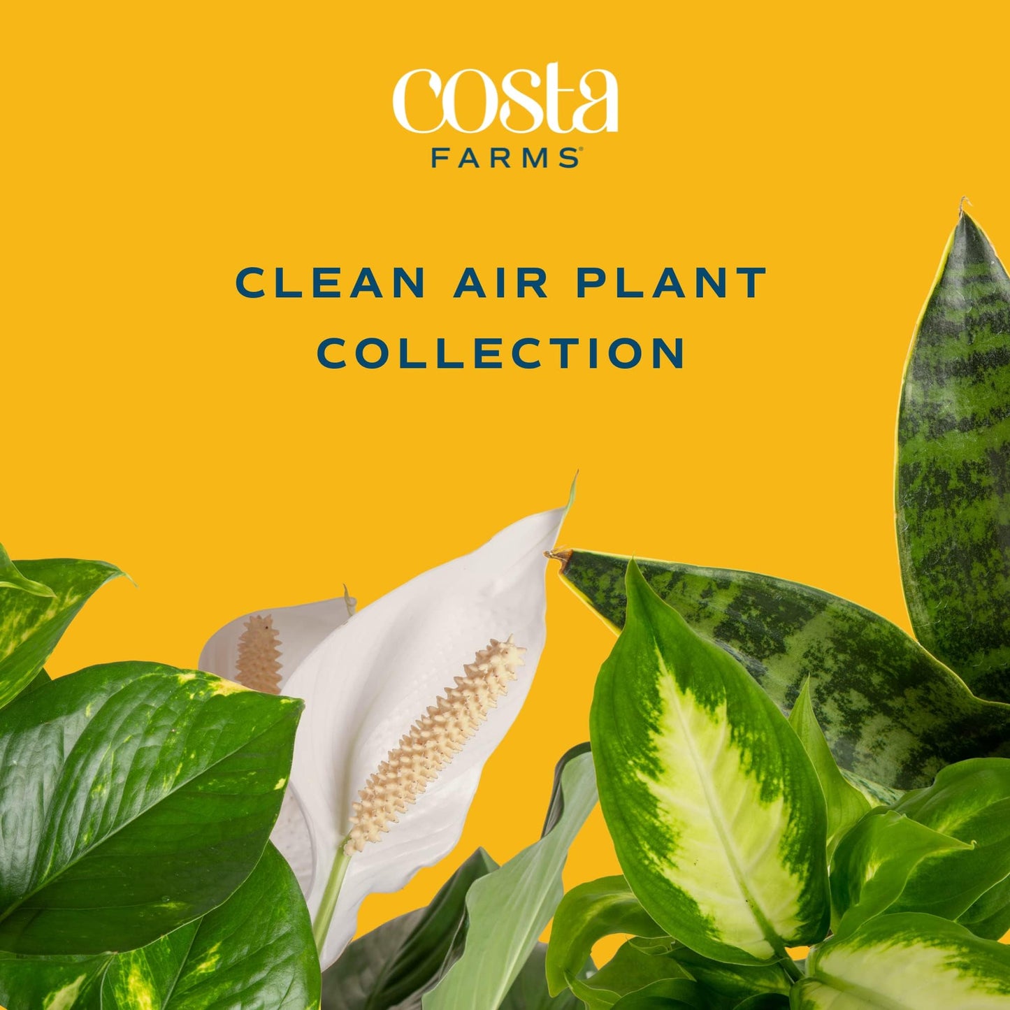 Costa Farms Live Indoor Plant Trio