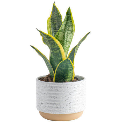 Theo the Snake Plant