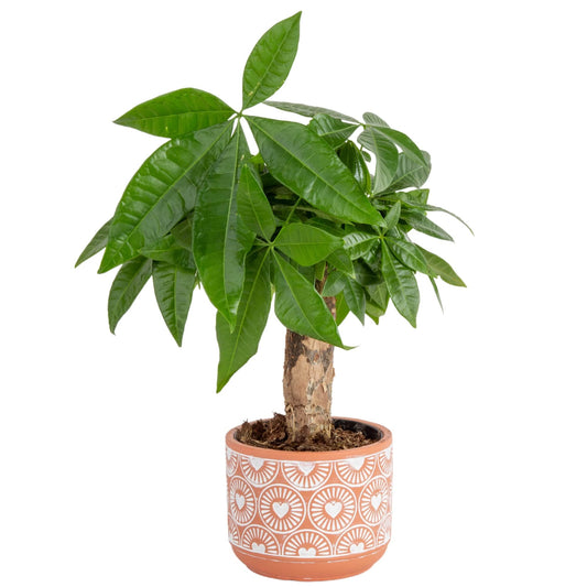 Lucky the Money Tree