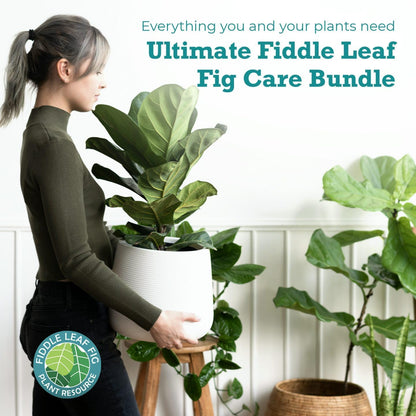 Ultimate Fiddle Leaf Fig Care Bundle for Thriving Plants