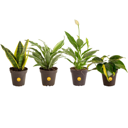 Costa Farms Live Indoor Plant Trio