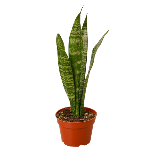 Sage the Snake Plant - OVAD