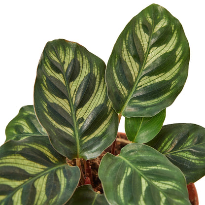 Liv the Calathea