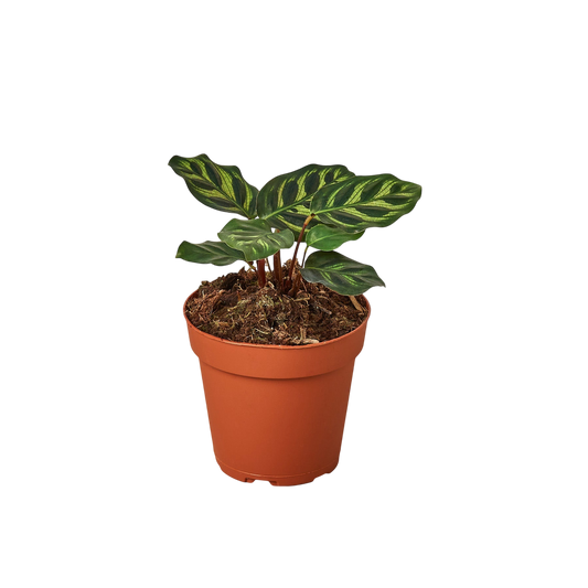 Liv the Calathea - OVAD