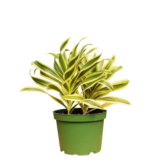 1 Mystery Plant Monthly Subscription Box - OVAD