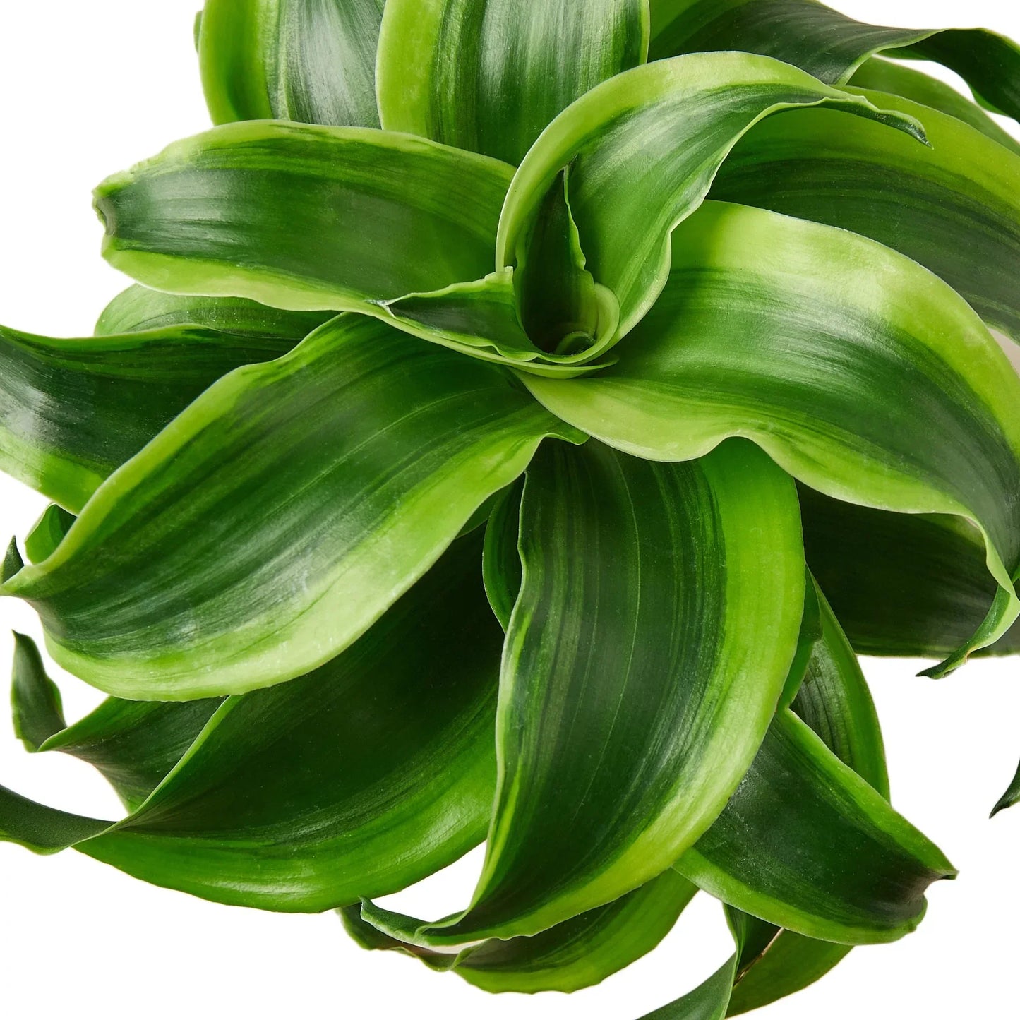 Swirl the Dracaena