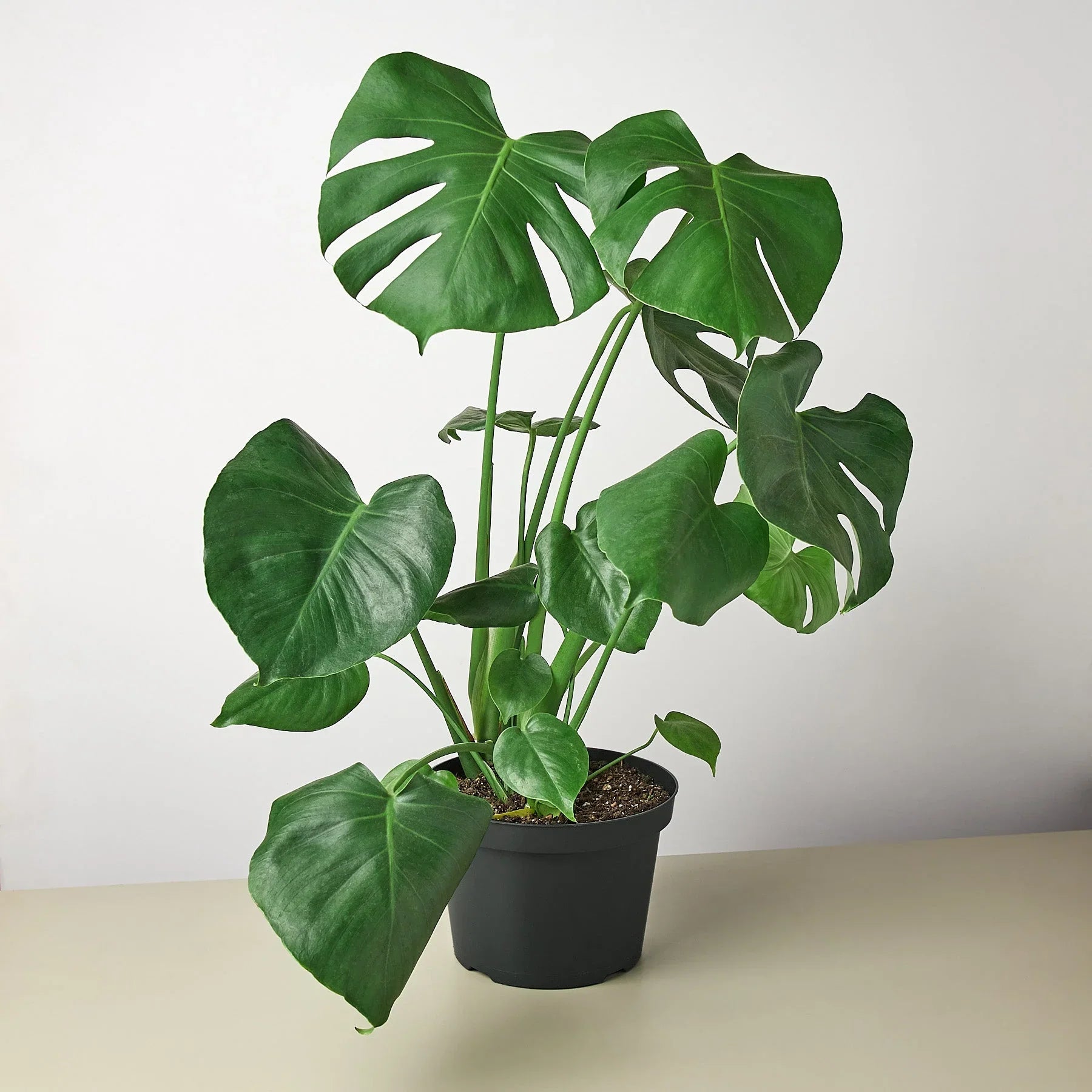 Philodendron Monstera Split-Leaf - OVAD