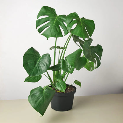 Philodendron Monstera Split-Leaf - OVAD