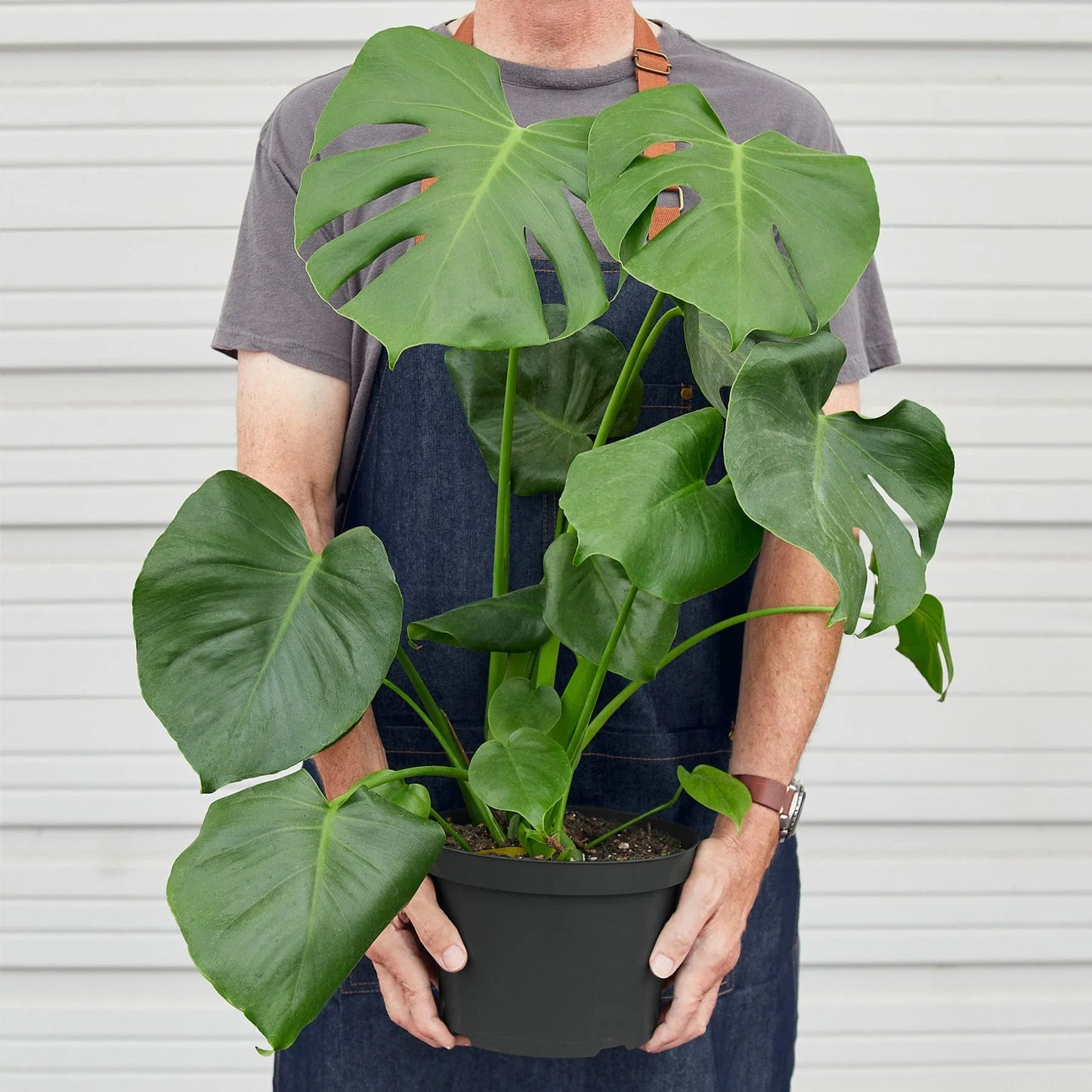 Philodendron Monstera Split-Leaf - OVAD