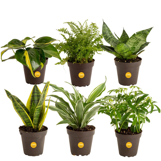 Costa Farms Live Indoor Plant Trio