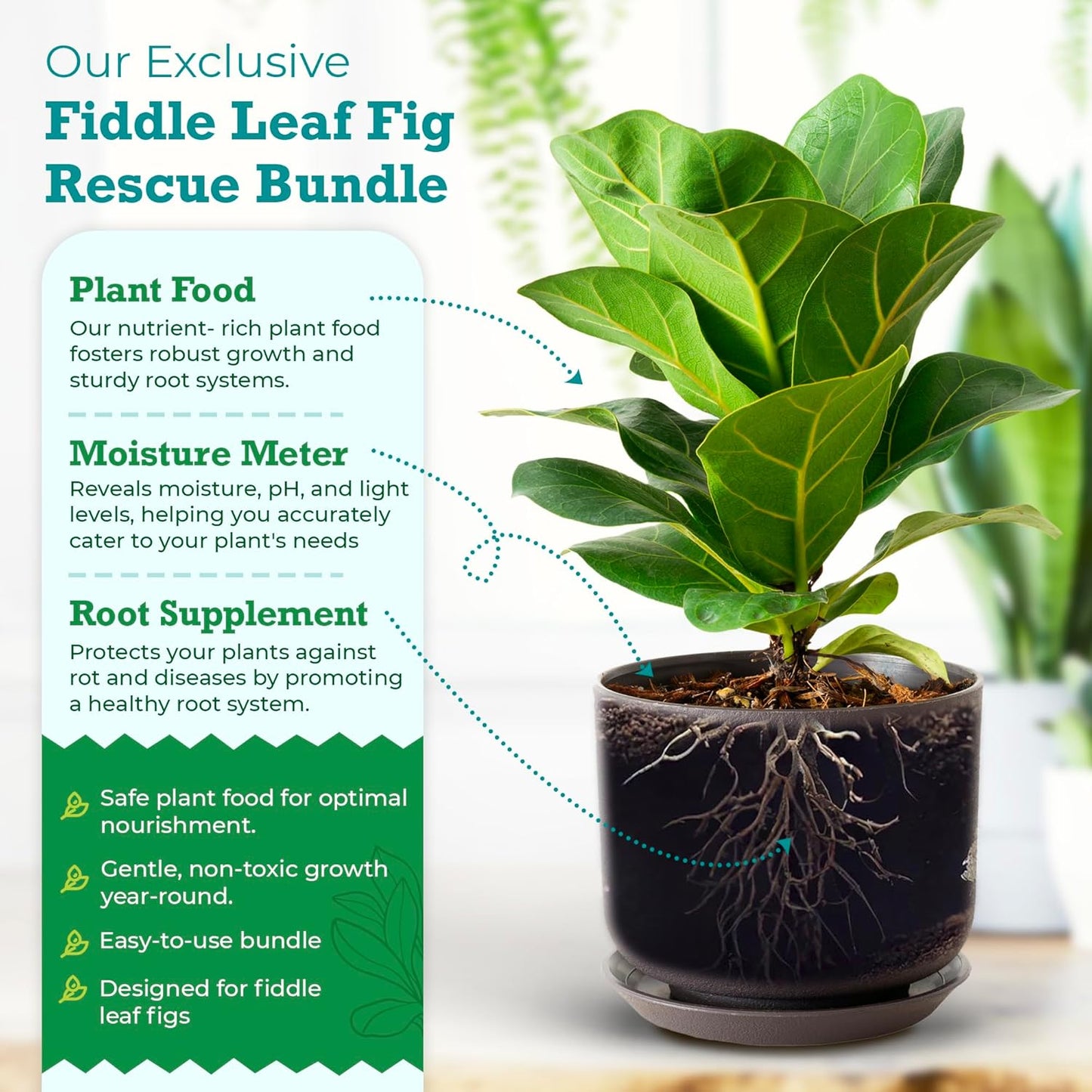 Fiddle Leaf Fig Rescue Bundle for Thriving Indoor Plants