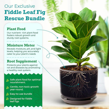 Fiddle Leaf Fig Rescue Bundle for Thriving Indoor Plants