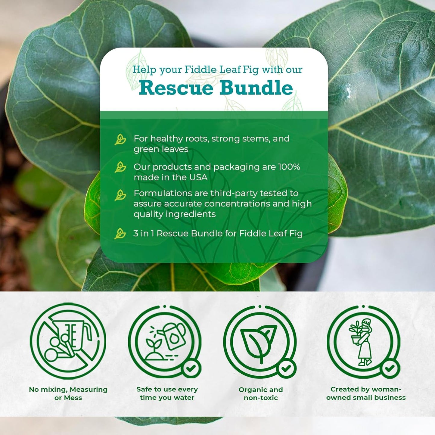 Fiddle Leaf Fig Rescue Bundle for Thriving Indoor Plants