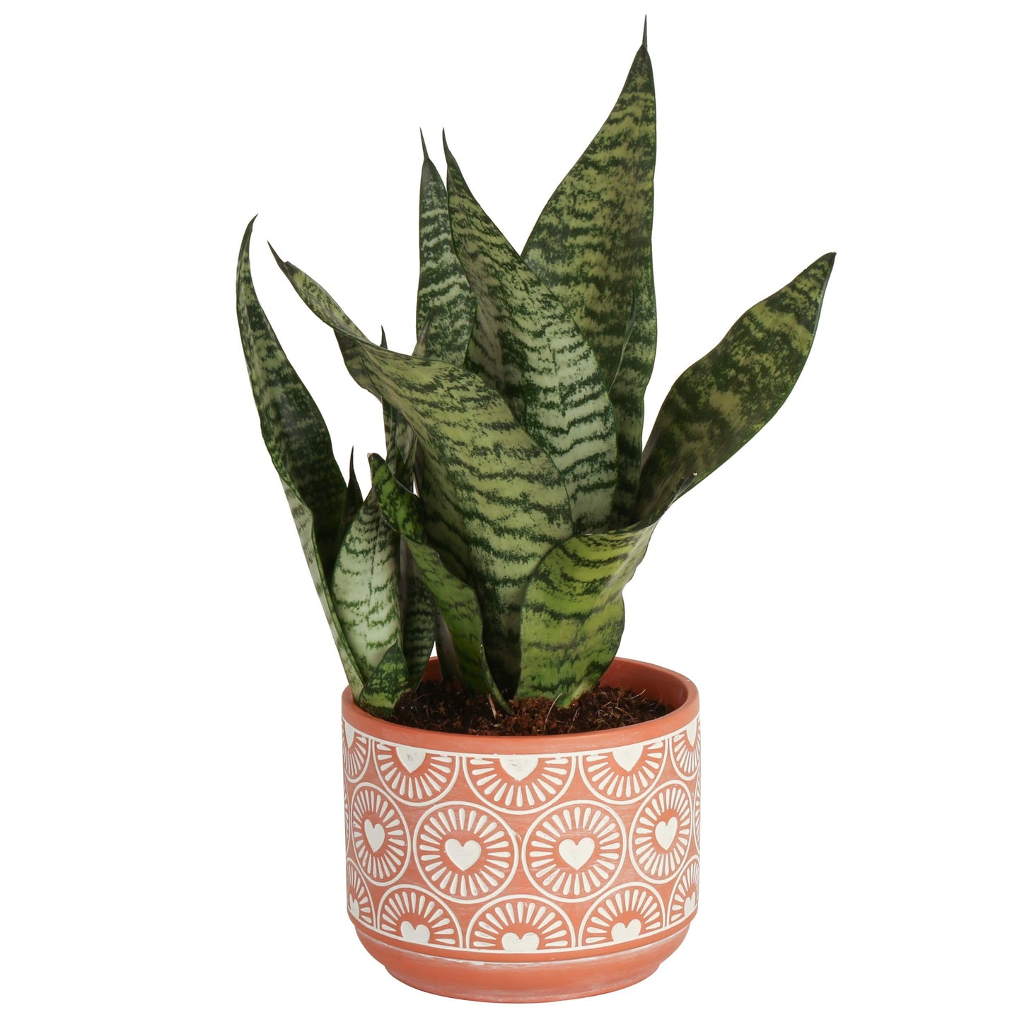 Theo the Snake Plant