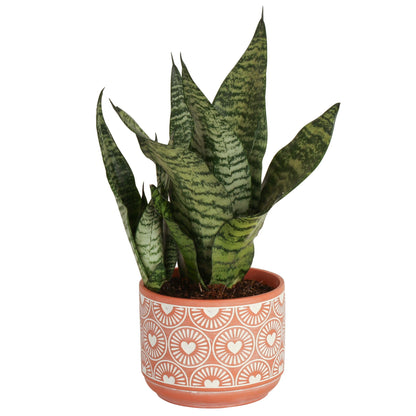 Theo the Snake Plant