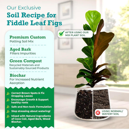 Fiddle Leaf Fig Potting Soil Mix by Fiddle Leaf Fig Plant Resource Premium Organic Soil with Enhanced Drainage for Fast Growth