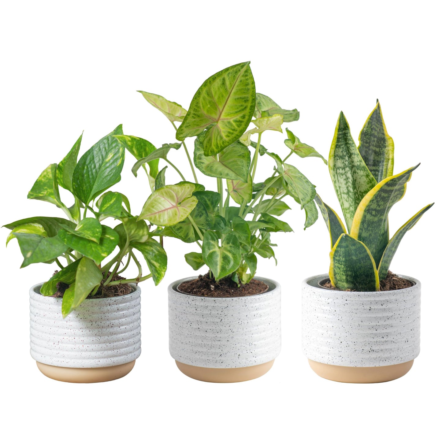 Costa Farms Live Indoor Plant Trio