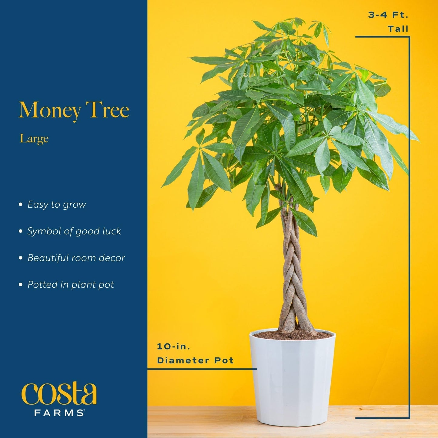 Lucky the Money Tree